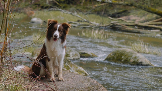 Freeze Dried Raw Dog Food: A Nutritious and Convenient Choice for Your Furry Friend