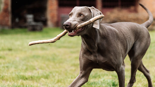 The Nutritional Boost: Exploring the Benefits of Natural Dog Treats